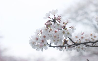 Almond trees in bloom (February to March)